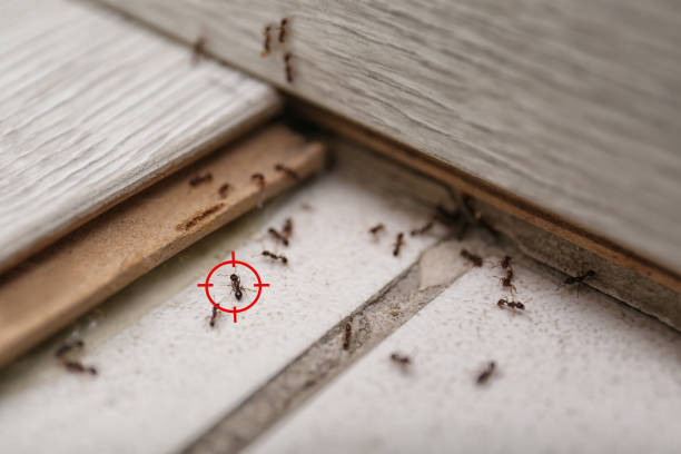 Best Commercial Pest Control Services  in Clearlake, CA