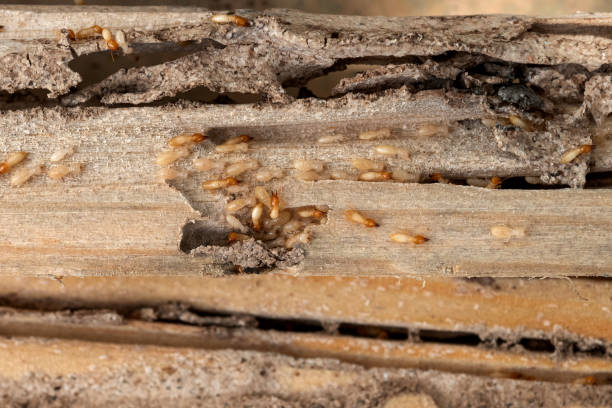 Best Wildlife Control Services  in Clearlake, CA