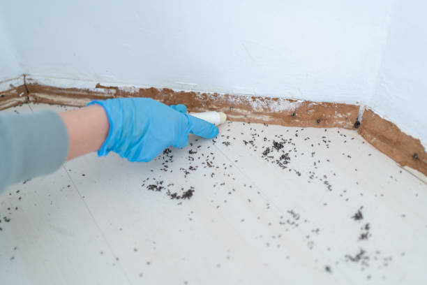 Best Rodent Control Near Me  in Clearlake, CA